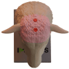 Sheep Head Model - Image 2