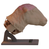 Sheep Head Model - Image 4