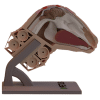 Sheep Head Model - Image 5